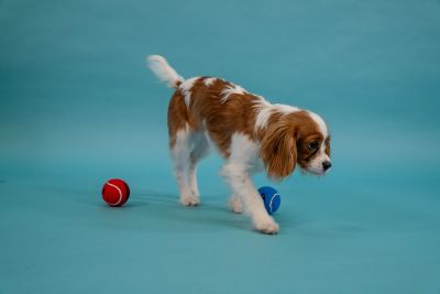 Image showing  Tennis Ball Dog Toys, 2-1/2 in., 6 pk.