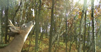 Image showing  1 oz. Hunting Key-Wicks, 4-Pack