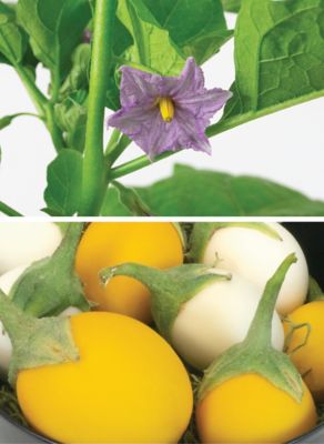 Wonder Egg Seed Kit