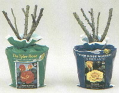 Tyler Rose Nursery 1-1/2 Grade Potted Dormant Rosebush Houseplant