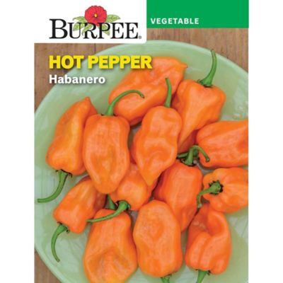 Burpee Hot Habanero Pepper Seeds