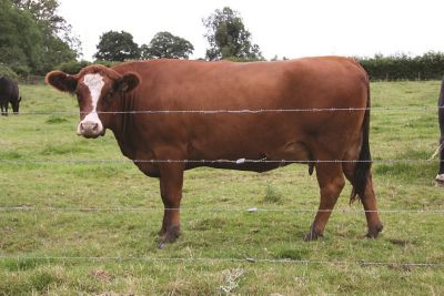 Image showing  12.5 Ga. Barbed Wire Joiners, 10-Pack