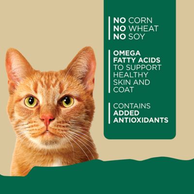 Image showing  Adult Chicken Formula Wet Cat Food, 5.5 oz.