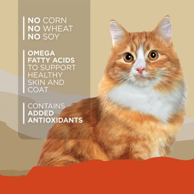 Image showing  Adult Turkey and Salmon Recipe Wet Cat Food, 13.2 oz.