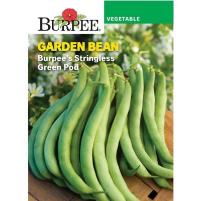 Burpee Bean Burpees Stringless Green Pod