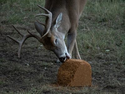 Image showing  BB2 Cube Protein Deer Attractant Block, 25 lb.
