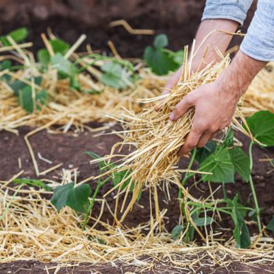 Image showing 2-String Straw Bale