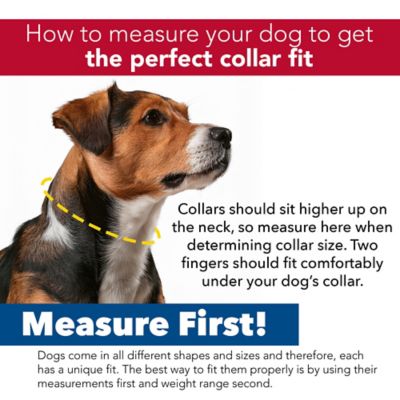 Image showing  Adjustable Reflective Stitch Dog Collar