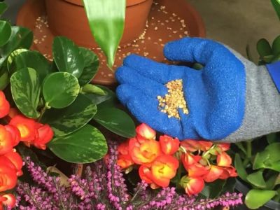 Image showing  30 oz. Mosquito Bits Insecticide