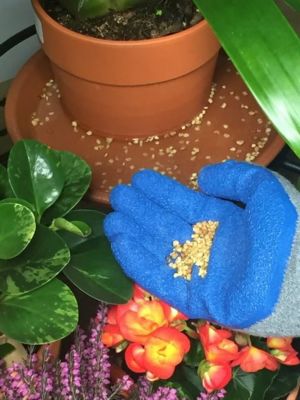 Image showing  30 oz. Mosquito Bits Insecticide