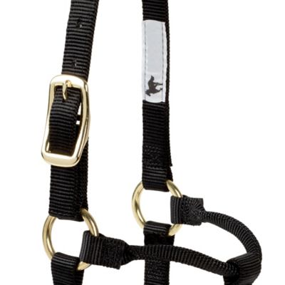 Image showing  Nylon Classic Foal Halter, Forest Green