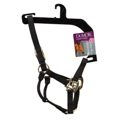 Image showing  Nylon Classic Foal Halter, Forest Green