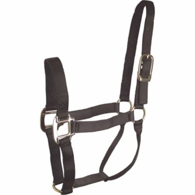 Image showing  Nylon Classic Horse Halter, Royal