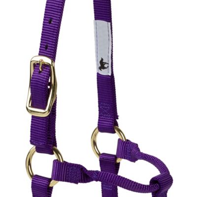 Image showing DuMOR Nylon Classic Foal Halter, Forest Green