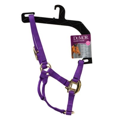 Image showing DuMOR Nylon Classic Foal Halter, Forest Green