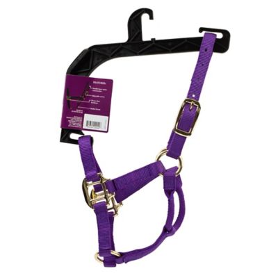 Image showing DuMOR Nylon Classic Foal Halter, Forest Green