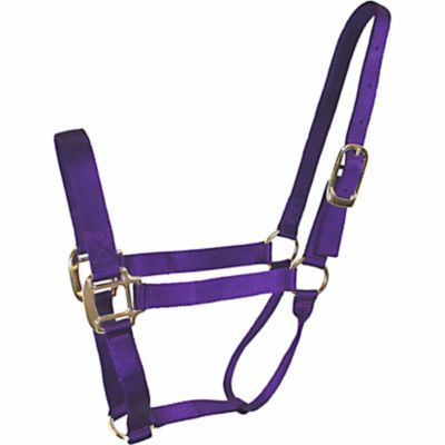 Image showing 0 th DuMOR Nylon Classic Horse Halter, Royal