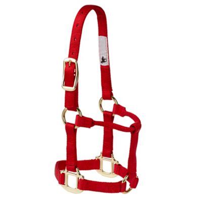 DuMOR Nylon Classic Foal Halter, Forest Green