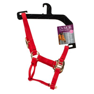 Image showing  Nylon Classic Foal Halter, Forest Green