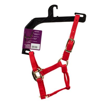 Image showing  Nylon Classic Foal Halter, Forest Green