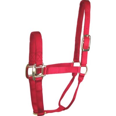 DuMOR Nylon Classic Horse Halter, Royal