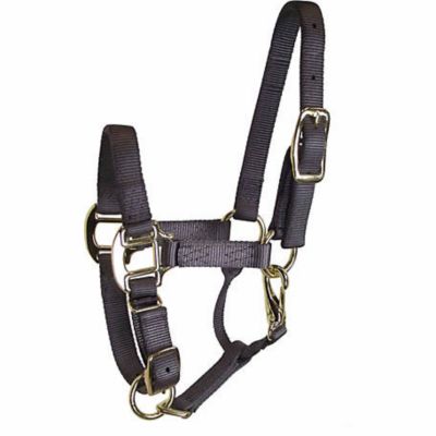 DuMOR Nylon Premium Foal Halter with Snap