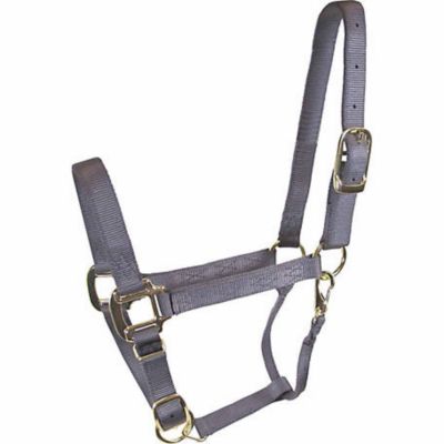 DuMOR Nylon Premium Colt Halter with Snap