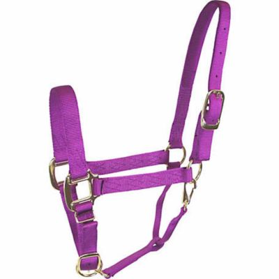 DuMOR Nylon Premium Colt Halter with Snap