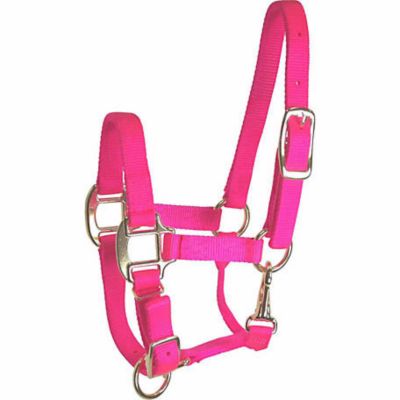 DuMOR Nylon Premium Foal Halter with Snap