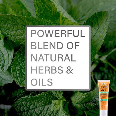 Image showing  Veterinary Horse Liniment Gel, 3 oz.