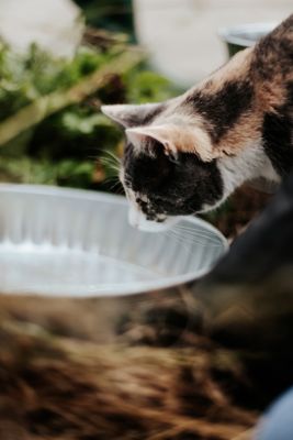 Image showing  1 gal. Galvanized Steel Feed/Utility Pan