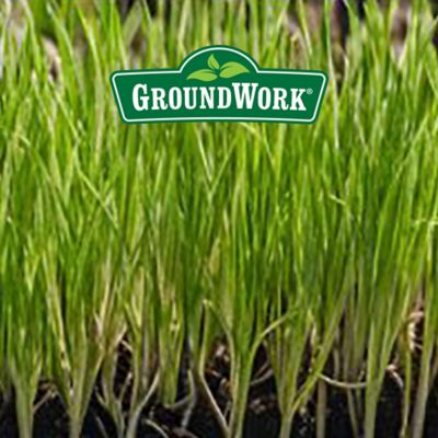 Image showing  50 lb. 35,000 sq. ft. Coated Perennial Ryegrass Grass Seed