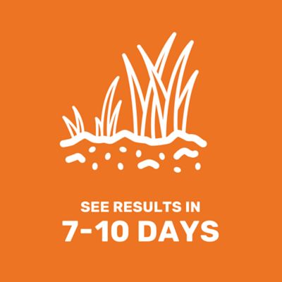 Image showing 5 th GroundWork 50 lb. 35,000 sq. ft. Coated Perennial Ryegrass Grass Seed