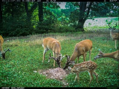 Image showing  30 lb. Four65 All-Natural Deer Mineral Supplement and Attractant
