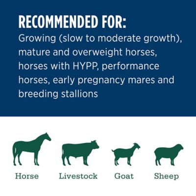 Image showing  Premium Western Forage Premium Timothy Grab and Go Compressed Hay Bale, 50 lb.