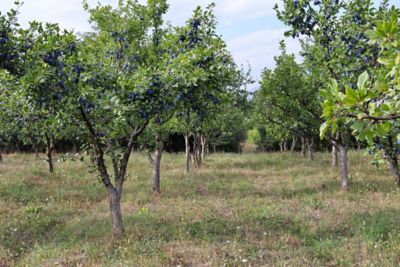 Pirtle Nursery 3.74 gal. Potted Au Rosa Plum #5 Tree