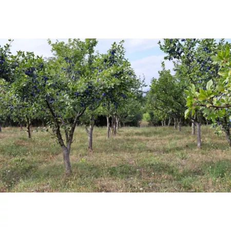 Pirtle Nursery 3.74 gal Plum tree Au Rosa #5 in pot Fruit Trees & Plants