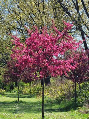 Pirtle Nursery 3.74 gal. Prairifire Crabapple Tree in #5 Pot