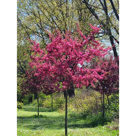 Pirtle Nursery 3.74 gal Prairifire crabapple tree in pot n°5 Trees