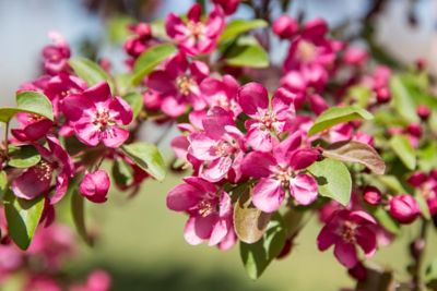 Image showing  3.74 gal. Prairifire Crabapple Tree in #5 Pot