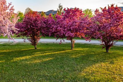 Image showing  3.74 gal. Prairifire Crabapple Tree in #5 Pot