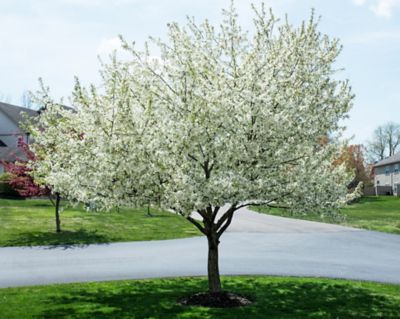 Pirtle Nursery 5 gal. Snowdrift Crabapple Tree