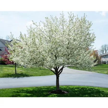 Pirtle Nursery 5 gal Snowdrift Crabapple Trees