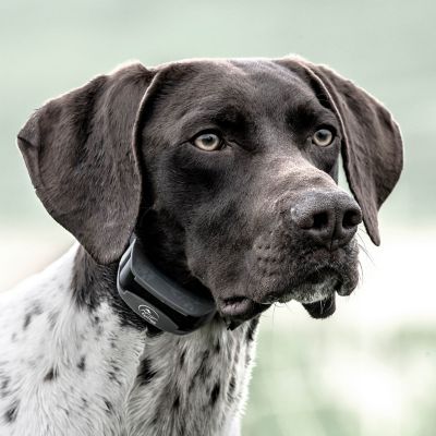 Image showing  1/2 Mile SportHunter 825X Remote Dog Training Collar