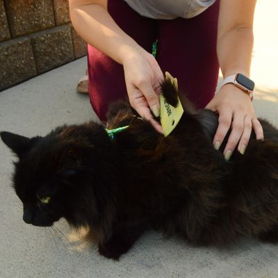 Image showing  Double-Sided Cat Flea Comb