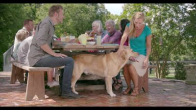 Image showing  Senior Chicken and Rice Recipe Wet Dog Food, 13.2 oz.