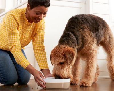 Image showing  High-Protein Adult Duck and Chicken Grill Wet Dog Food, 12.5 oz.