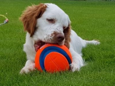 Image showing  Large Kick Fetch Dog Toy