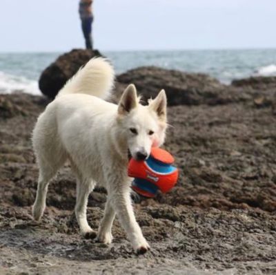 Image showing  Large Kick Fetch Dog Toy