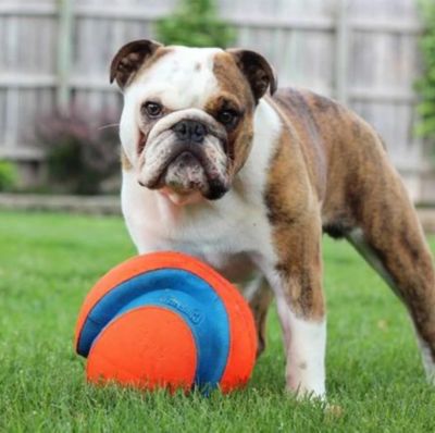Image showing  Large Kick Fetch Dog Toy